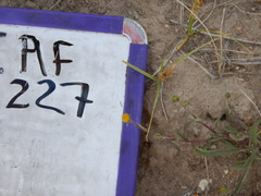 Pyrrocoma lanceolata