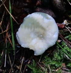 Hydnum albidum