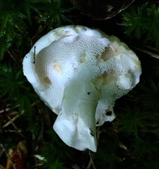 Hydnum albidum