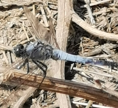 Orthetrum cancellatum