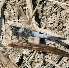 Orthetrum cancellatum