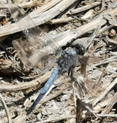 Orthetrum cancellatum