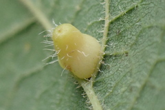 Celticecis pyriformis