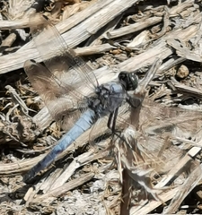 Orthetrum cancellatum