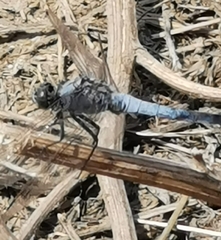 Orthetrum cancellatum