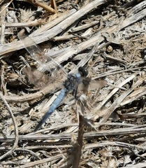 Orthetrum cancellatum