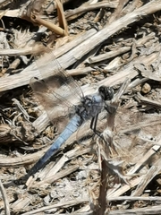 Orthetrum cancellatum