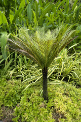 Blechnum gibbum