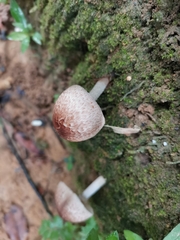 Agaricomycetidae