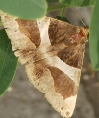 Dysgonia algira