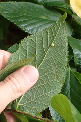 Celticecis pyriformis