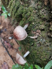 Agaricomycetidae