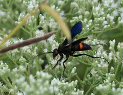 Poecilopompilus algidus
