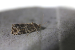 Olethreutes valdanum