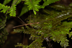 Parapachymorpha spinigera