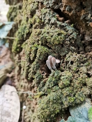 Basidiomycota