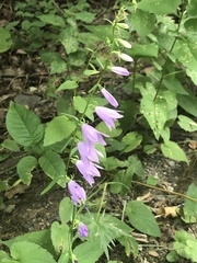 Campanula rapunculoides