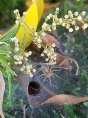 Agelenidae
