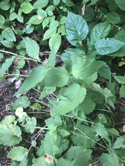 Campanula rapunculoides