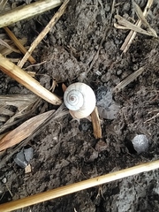 Xeropicta derbentina