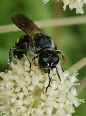 Ectemnius fossorius
