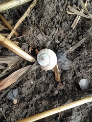 Xeropicta derbentina