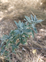 Marrubium peregrinum