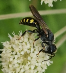 Ectemnius fossorius