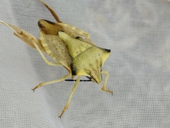 Carpocoris fuscispinus