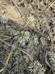 Xanthoparmelia wyomingica