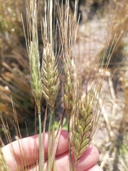 Triticum timopheevii