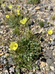 Papaver radicatum