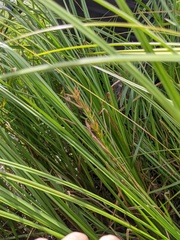 Dulichium arundinaceum