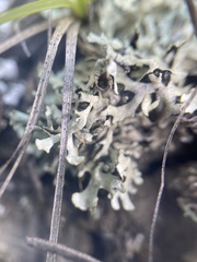 Xanthoparmelia wyomingica