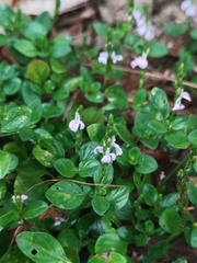 Rostellularia diffusa prostrata