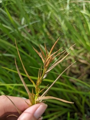 Dulichium arundinaceum