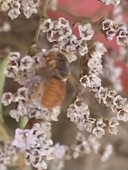 Icteranthidium ferrugineum