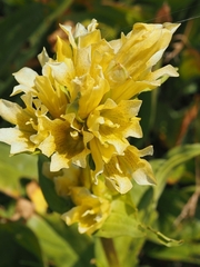 Gentiana burseri burseri