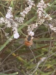 Icteranthidium ferrugineum