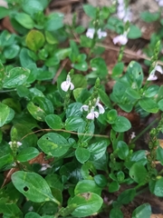 Rostellularia diffusa prostrata