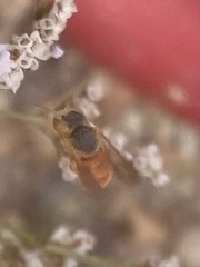 Icteranthidium ferrugineum