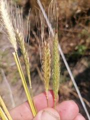 Triticum monococcum boeoticum