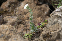 Draba incana