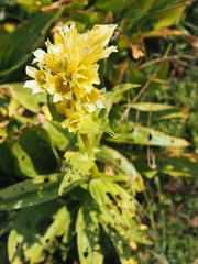 Gentiana burseri burseri