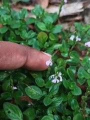 Rostellularia diffusa prostrata