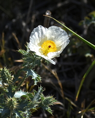 Argemone squarrosa squarrosa