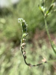 Cryptantha affinis