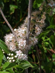 Spiraea alba