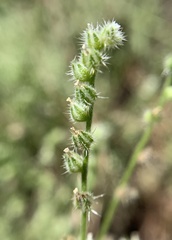 Cryptantha affinis