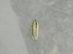 Cicadellidae